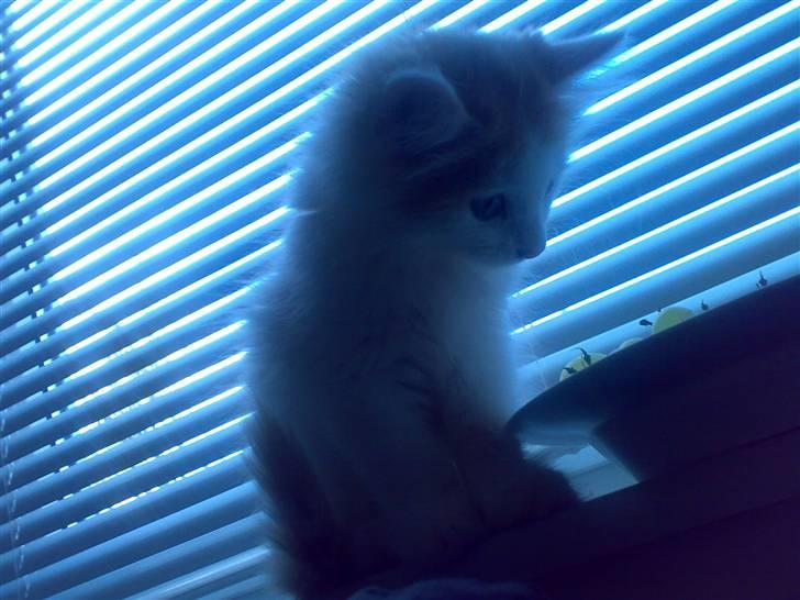 Blanding af racer Hebe - Maine Coon bld. billede 5