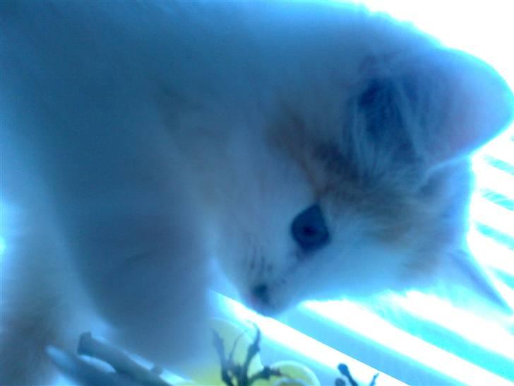 Blanding af racer Hebe - Maine Coon bld. - Vindrue?  billede 6