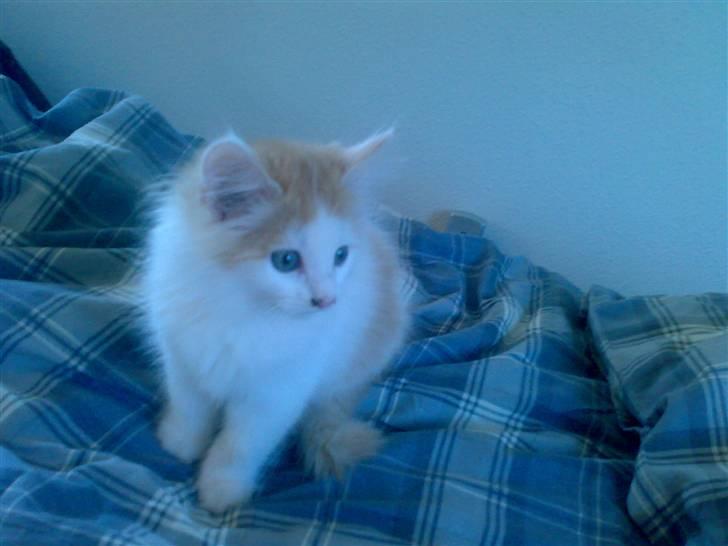 Blanding af racer Hebe - Maine Coon bld. billede 7