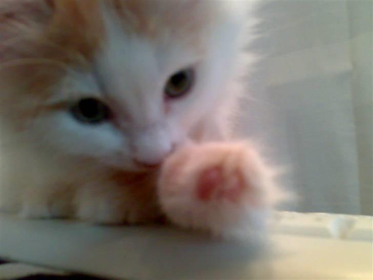 Blanding af racer Hebe - Maine Coon bld. billede 8