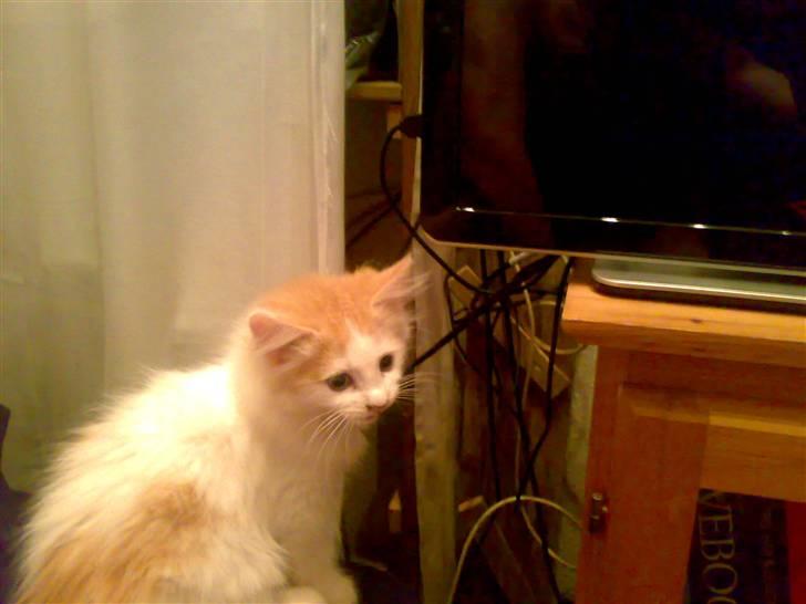 Blanding af racer Hebe - Maine Coon bld. - Det er interessant med ens spejlbillede.. Synes far ikke når man leger med hans dyre fladskærm o.O billede 9