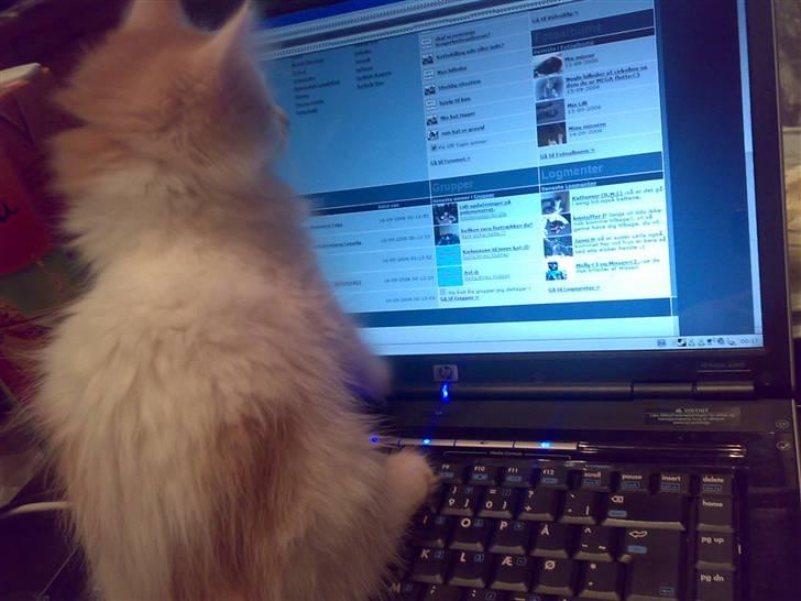 Blanding af racer Hebe - Maine Coon bld. - Hun kan også det der med in-ter-net... billede 10