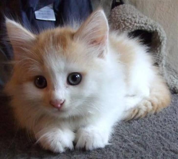 Blanding af racer Hebe - Maine Coon bld. - Billedet jeg faldt for på den blå avis. billede 11