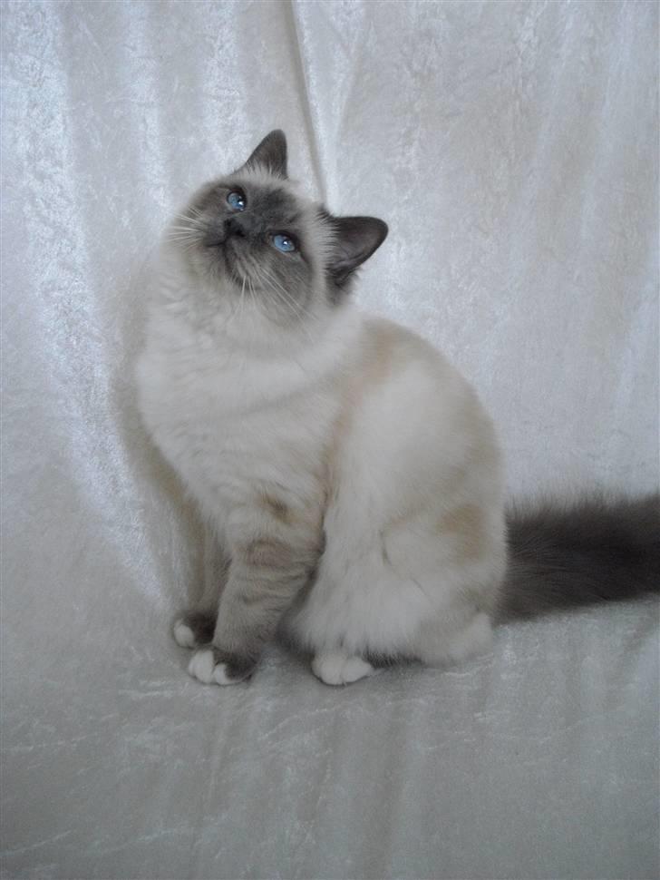 Hellig Birma DK Villumstrup Duke billede 1