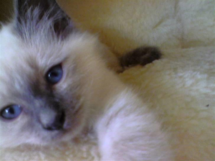 Hellig Birma DK Villumstrup Duke billede 13