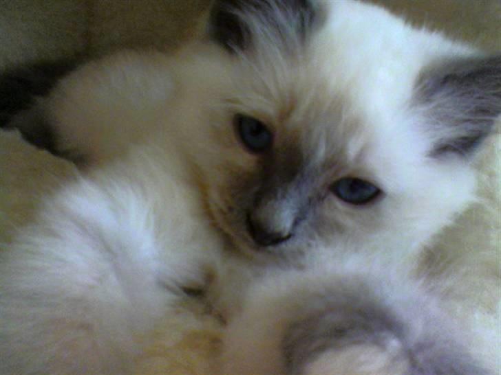 Hellig Birma DK Villumstrup Duke billede 14