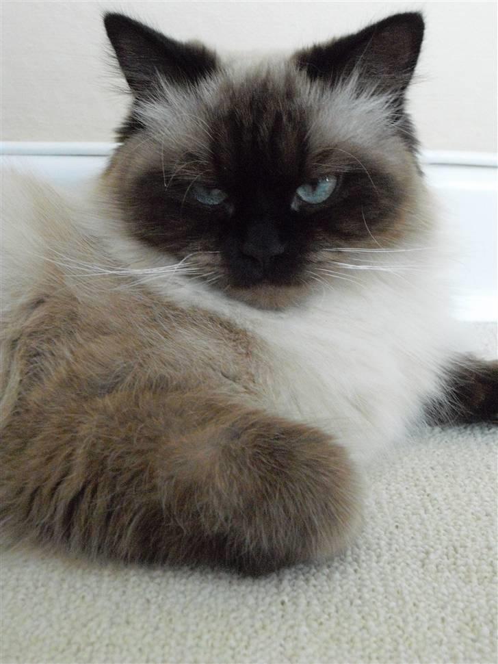 Hellig Birma Tidligere kat Düchess billede 14