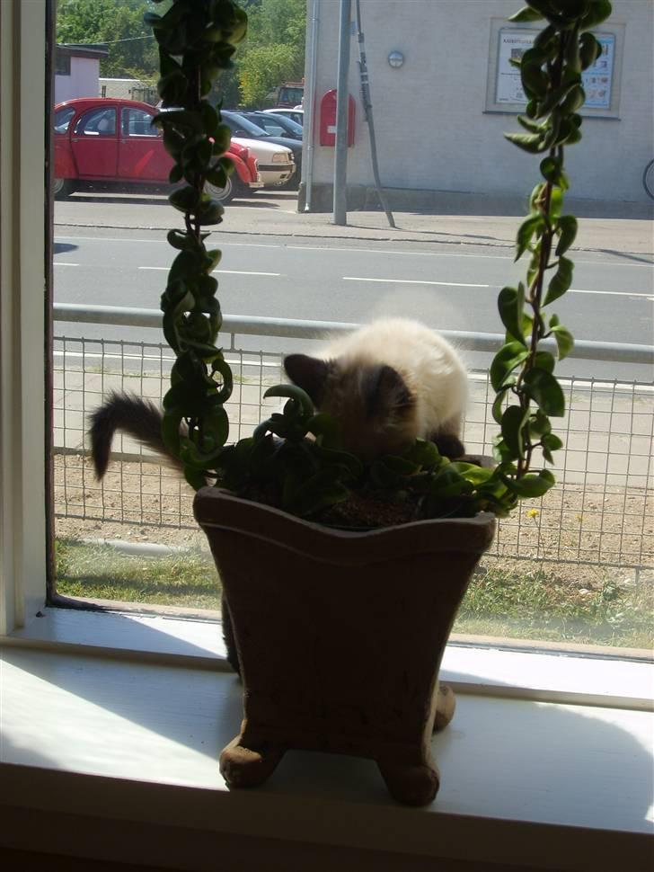 Hellig Birma Tidligere kat Düchess billede 15