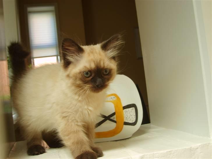 Hellig Birma Tidligere kat Düchess billede 16