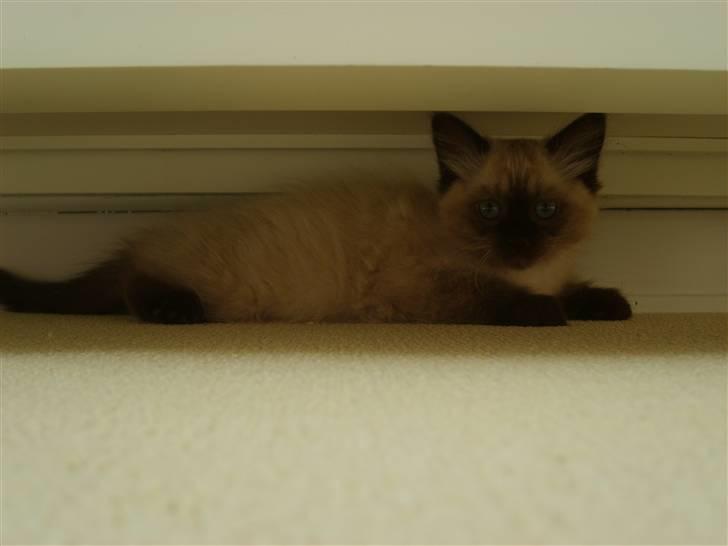 Hellig Birma Tidligere kat Düchess billede 17