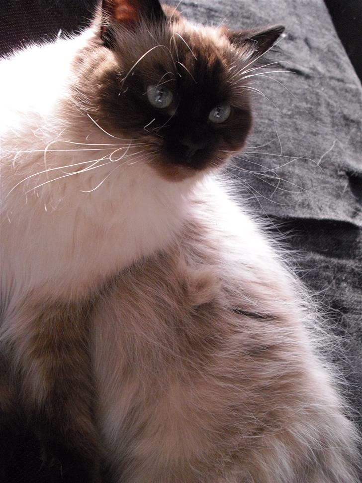 Hellig Birma Tidligere kat Düchess billede 18