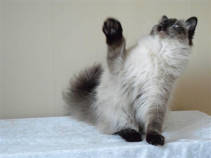 Hellig Birma Tidligere kat Düchess billede 19