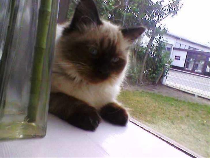 Hellig Birma Tidligere kat Düchess billede 20