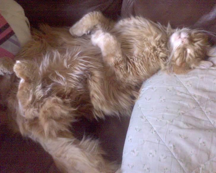 Maine Coon Tyson - Ja, jeg sover helst på hovedpude. billede 1