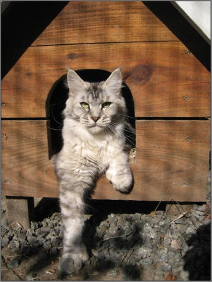 Maine Coon Aquileia P - Aquleia 1,5 år. Her er hun i løbegården d. 15 sep. 2008 billede 17