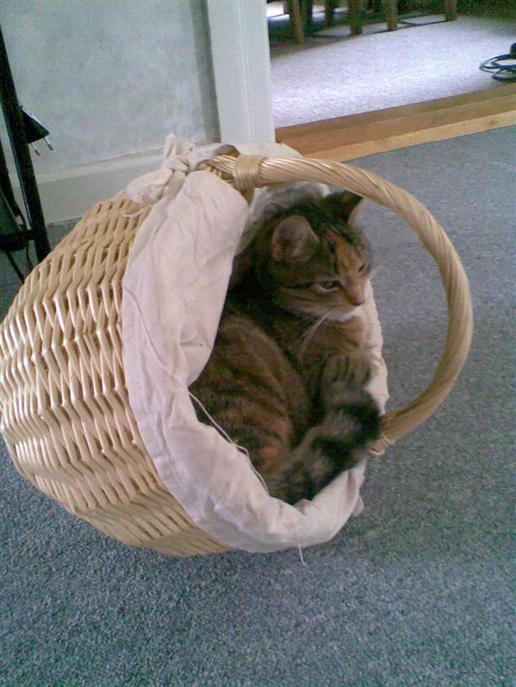 Huskat Vilma - Ahh dejlig kurv du har mor !! billede 11