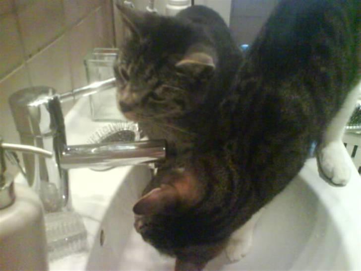 Huskat Kåre | Solgt. - Kåre & hans bror Pjuske billede 6