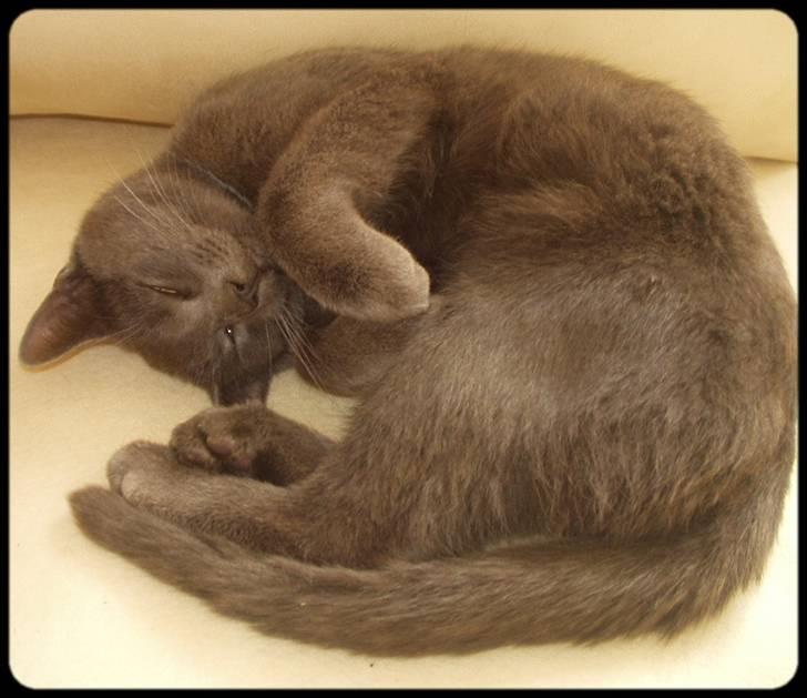 Blanding af racer Baby Bandit billede 1