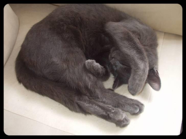 Blanding af racer Baby Bandit billede 2