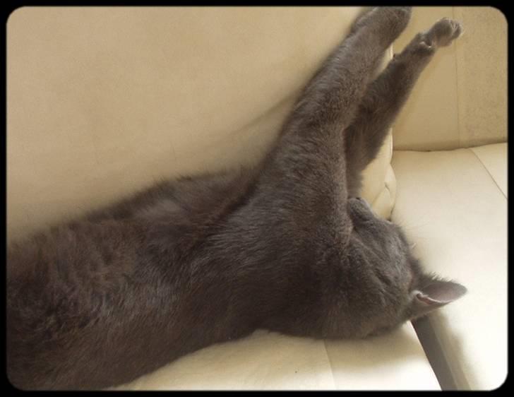 Blanding af racer Baby Bandit billede 3