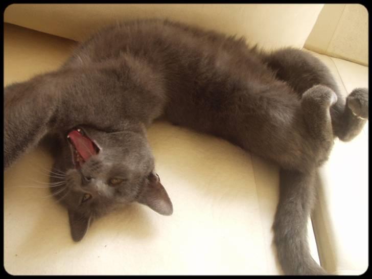 Blanding af racer Baby Bandit billede 4