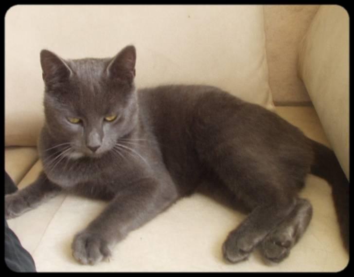 Blanding af racer Baby Bandit billede 5