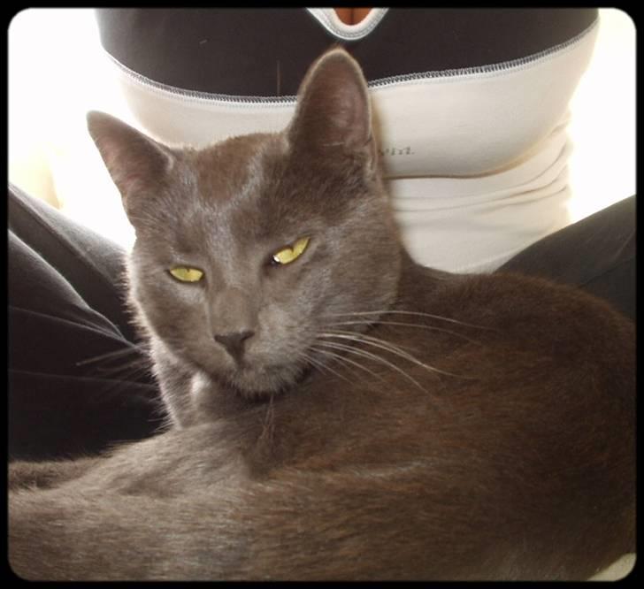 Blanding af racer Baby Bandit billede 6