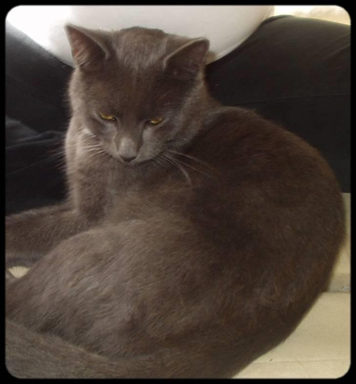 Blanding af racer Baby Bandit billede 7