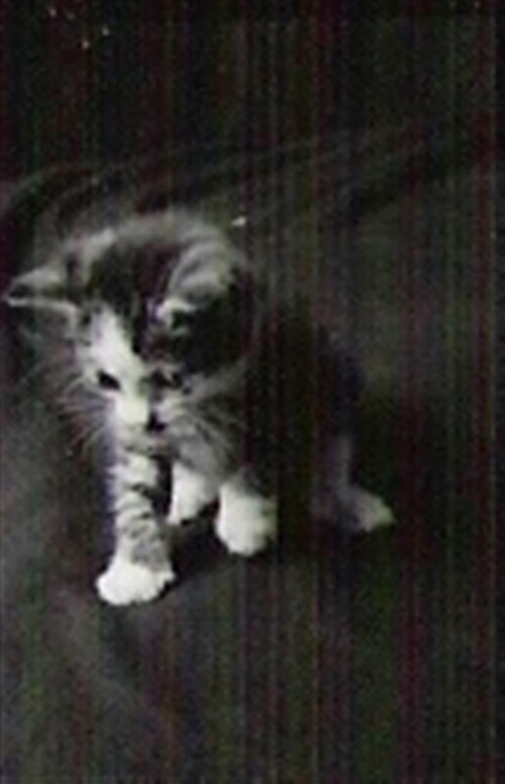 Blanding af racer Daisy :-) -  billede 17