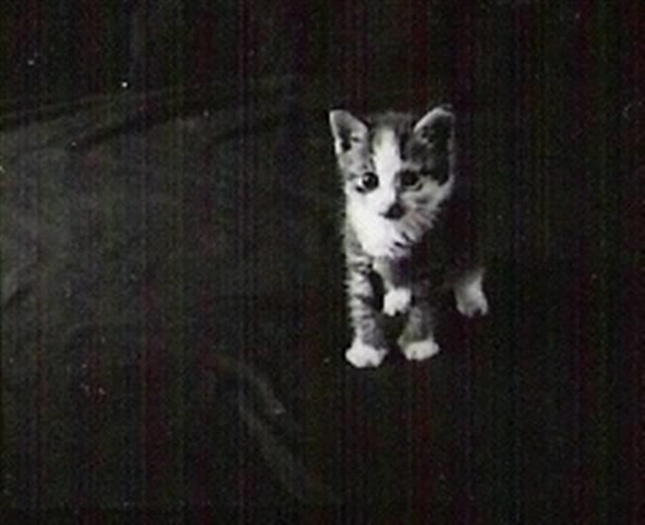 Blanding af racer Daisy :-) -  billede 18