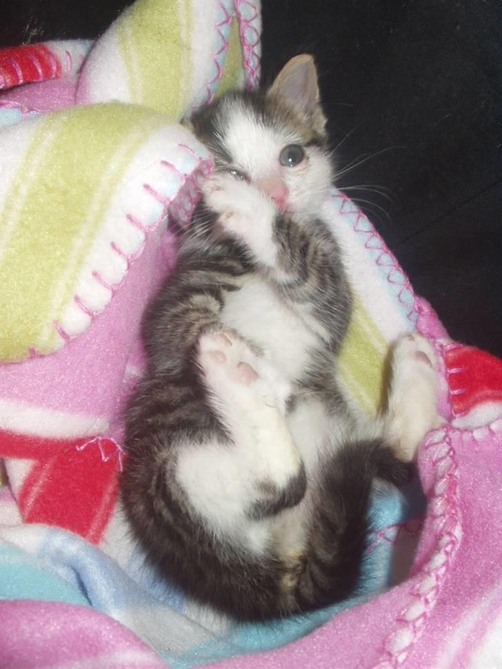 Blanding af racer Daisy :-) -  billede 19