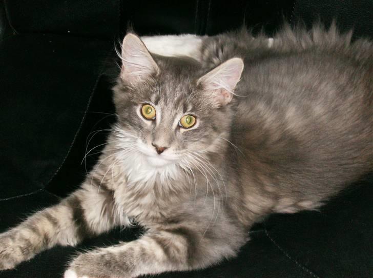 Maine Coon Anton billede 1