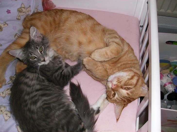 Maine Coon Anton billede 2