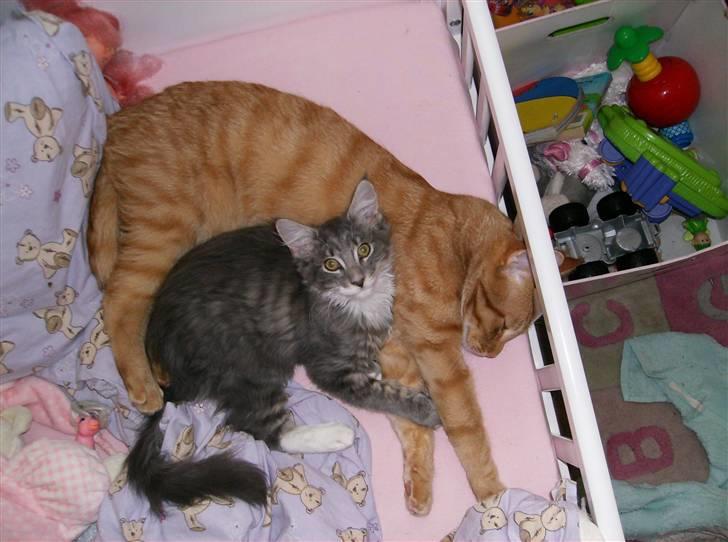 Maine Coon Anton billede 3