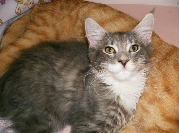 Maine Coon Anton billede 4