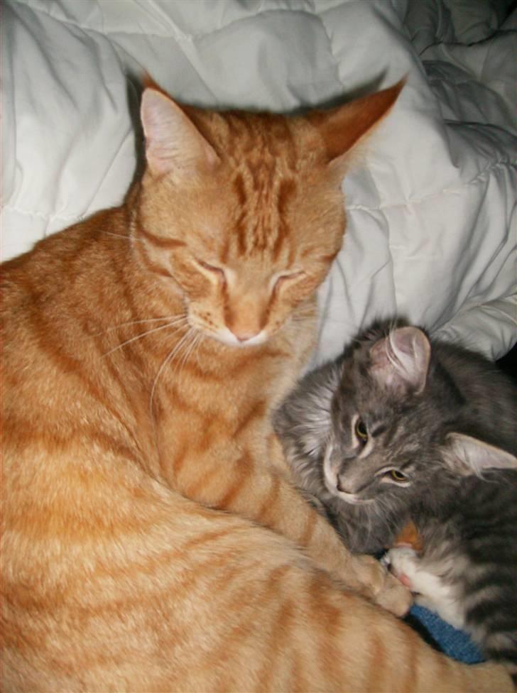 Maine Coon Anton billede 5