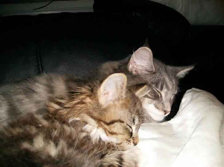 Maine Coon Anton billede 6