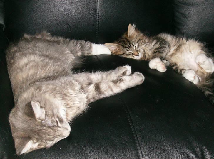 Maine Coon Anton billede 7