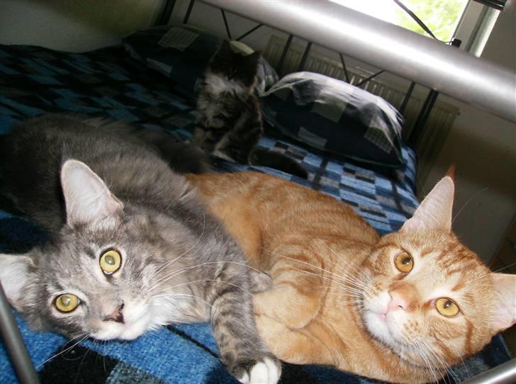 Maine Coon Anton billede 8