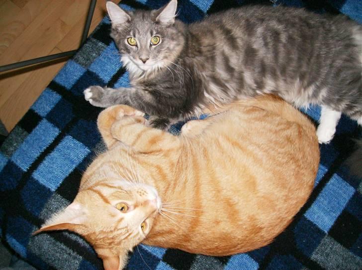 Maine Coon Anton billede 9