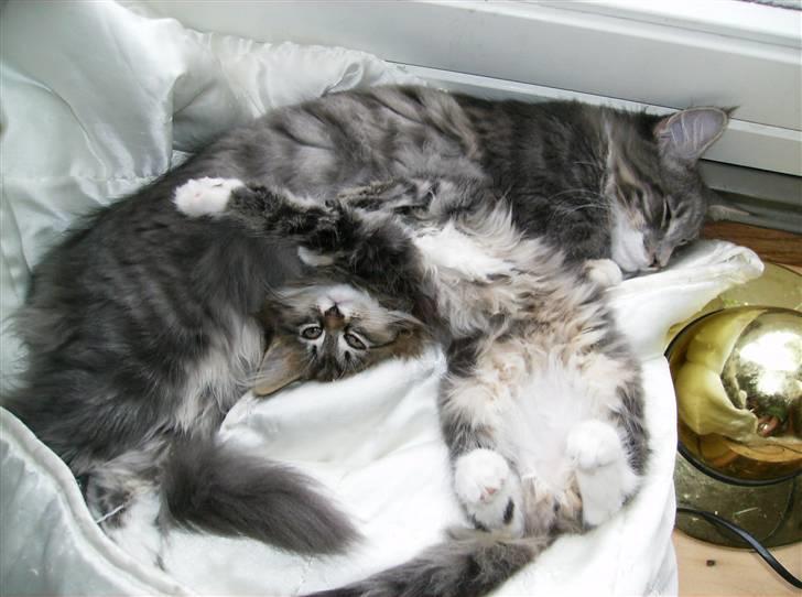 Maine Coon Anton billede 10