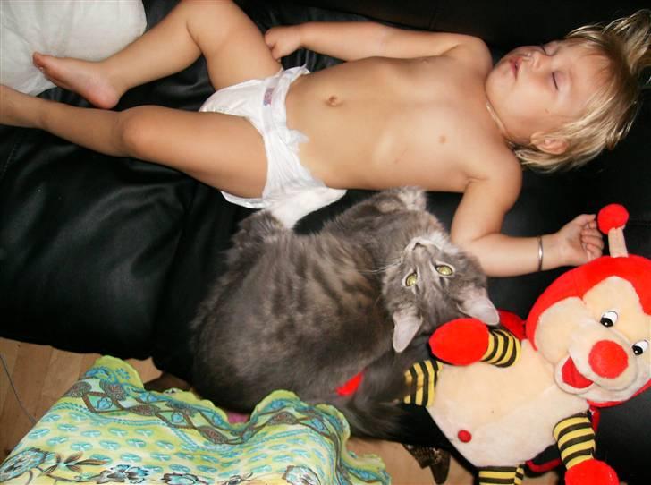 Maine Coon Anton billede 11