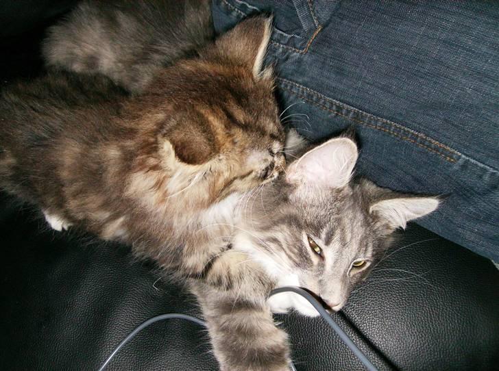 Maine Coon Anton billede 12