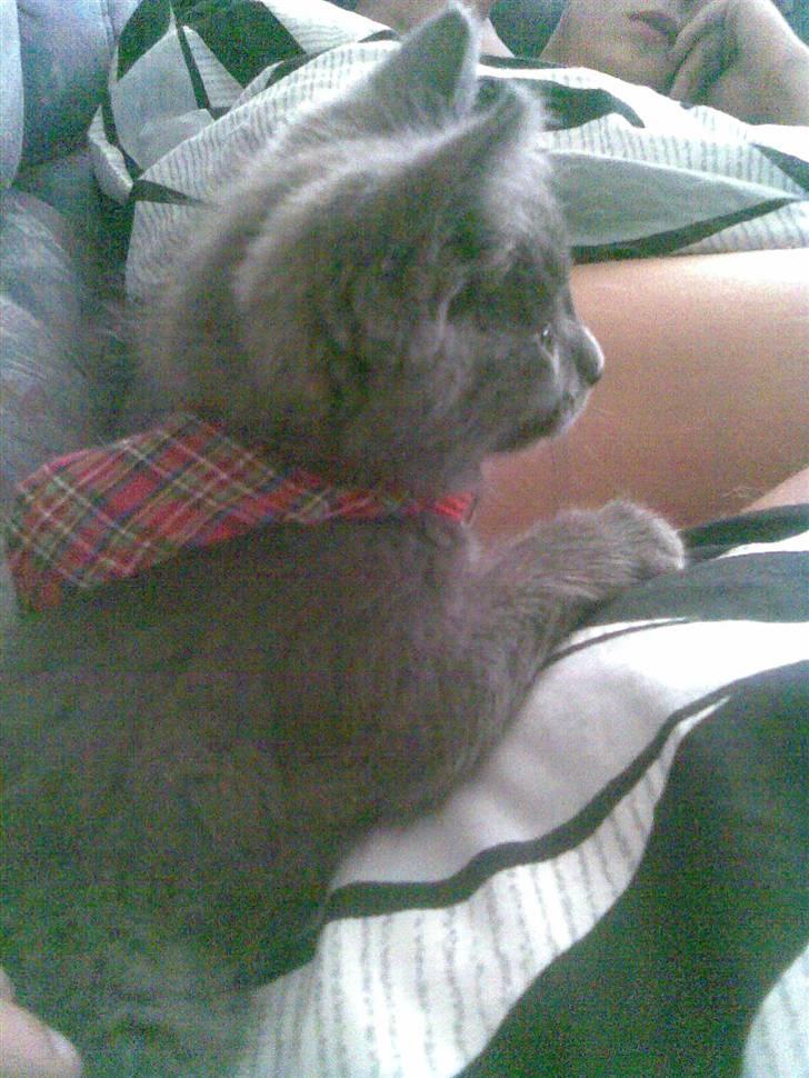 Huskat Ib - Superkatten Ibber billede 1