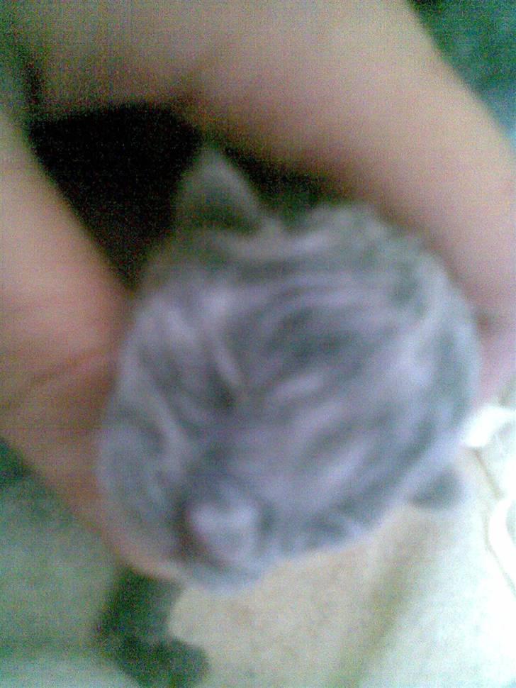 Huskat Ib - Nyfødte Ibber billede 2