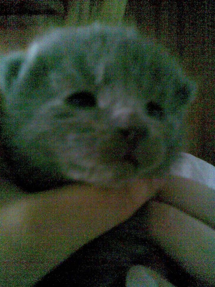 Huskat Ib - Ibber som helt lille billede 3