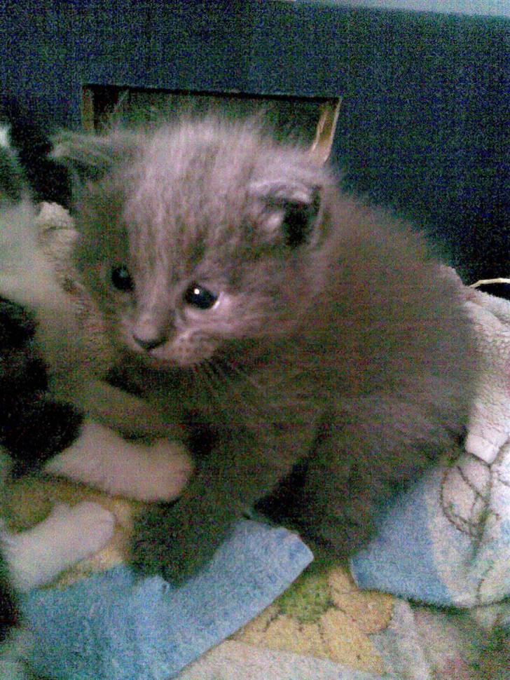 Huskat Ib - Pelsklumpen billede 4