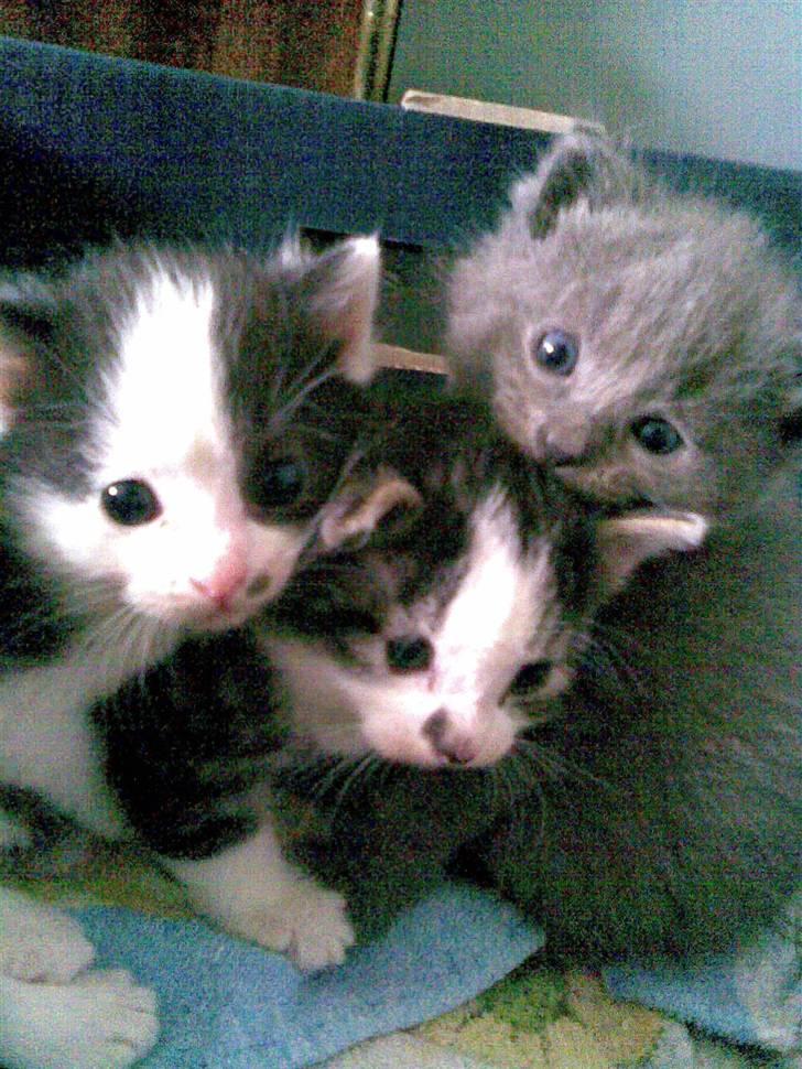 Huskat Ib - Ibber med hans brødre billede 5