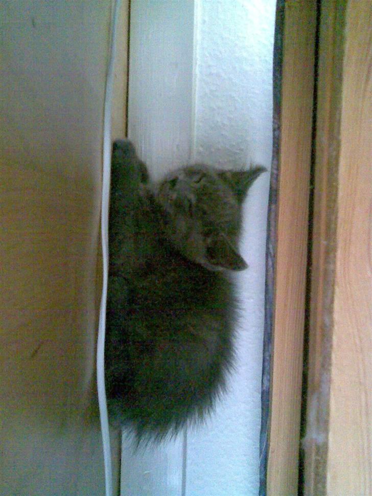 Huskat Ib - Lur under sofaen billede 6