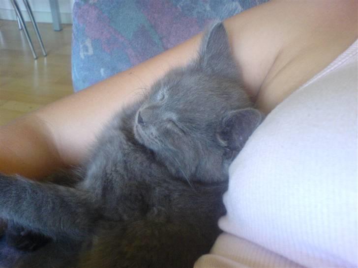 Huskat Ib billede 10